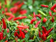 Kis Mexikó Nagymaroson