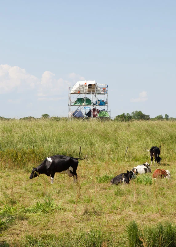 Legelő tehenek a zöld fűben, a háttérben fémállványzatra épített sátrakkal